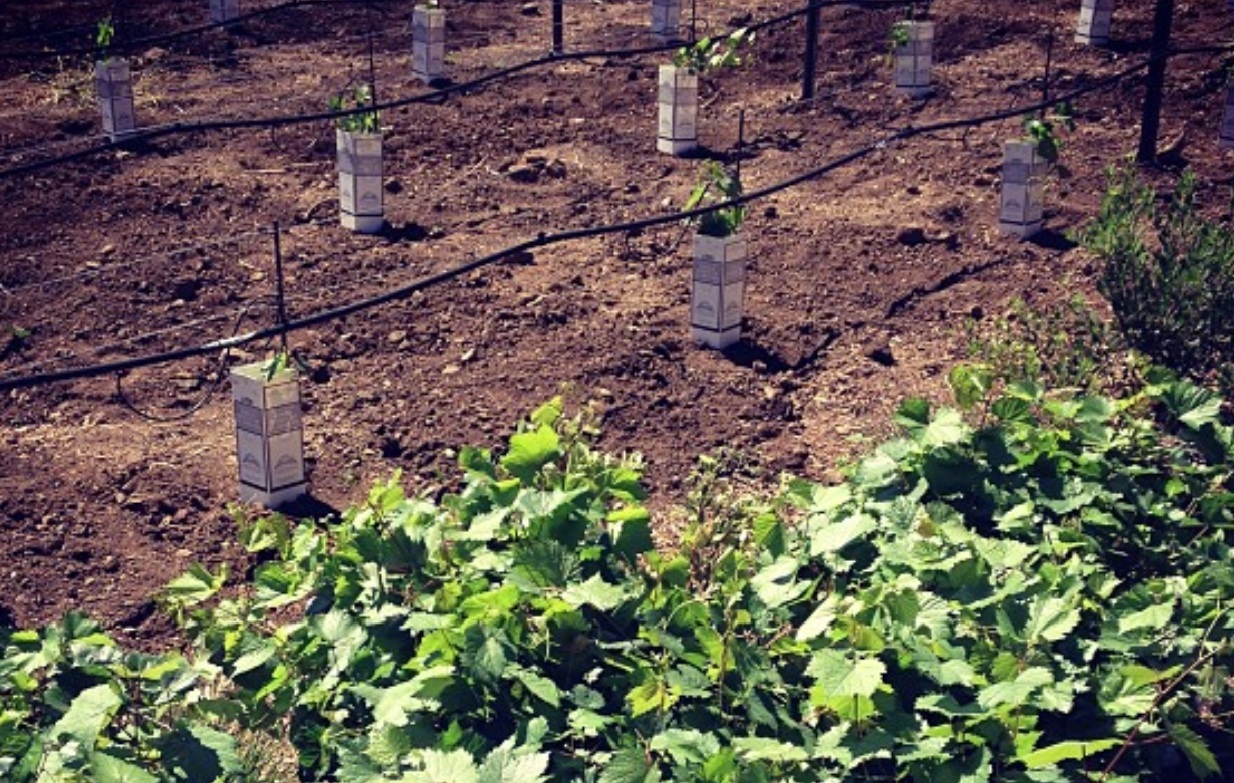 Baby vines in the ground and others waiting their turn. Baby vines in the ground and others waiting their turn.