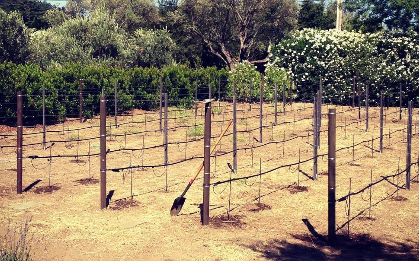 Ground prepared; trellis and irrigation in place. Ground prepared; trellis and irrigation in place.